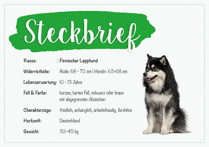Steckbrief vom finnischen Lapphund